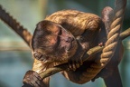 0450-zoo osnabrueck-capuchin monkey