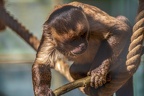 0451-zoo osnabrueck-capuchin monkey