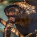 0452-zoo osnabrueck-capuchin monkey