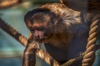 0452-zoo osnabrueck-capuchin monkey