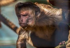 0453-zoo osnabrueck-capuchin monkey