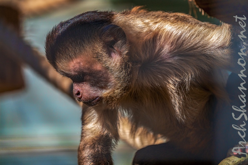 0454-zoo osnabrueck-capuchin monkey