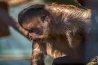 0454-zoo osnabrueck-capuchin monkey