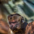 0455-zoo osnabrueck-capuchin monkey