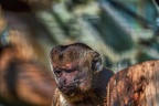 0455-zoo osnabrueck-capuchin monkey