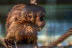 0456-zoo osnabrueck-capuchin monkey