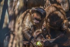 0457-zoo osnabrueck-capuchin monkey