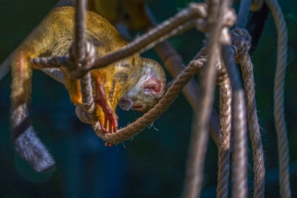 0458-zoo osnabrueck-squirrel monkey