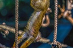 0459-zoo osnabrueck-squirrel monkey