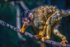 0460-zoo osnabrueck-squirrel monkey