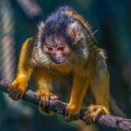0461-zoo osnabrueck-squirrel monkey