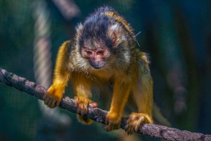 0461-zoo osnabrueck-squirrel monkey