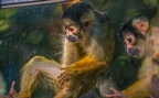 0462-zoo osnabrueck-squirrel monkey