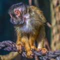 0463-zoo osnabrueck-squirrel monkey
