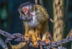 0463-zoo osnabrueck-squirrel monkey
