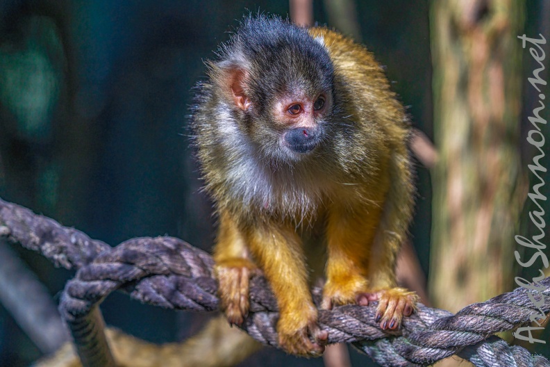 0464-zoo osnabrueck-squirrel monkey.jpg