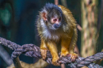 0464-zoo osnabrueck-squirrel monkey