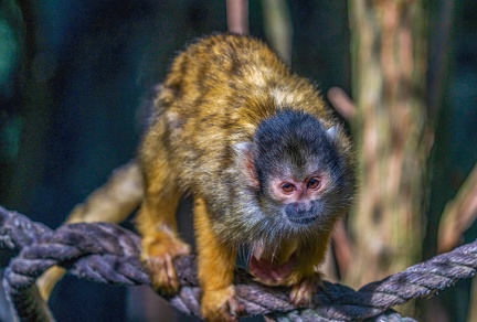 0465-zoo osnabrueck-squirrel monkey