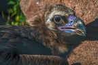 0466-zoo osnabrueck-vulture