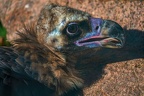0467-zoo osnabrueck-vulture