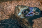 0468-zoo osnabrueck-vulture