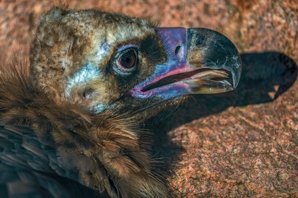 0469-zoo osnabrueck-vulture