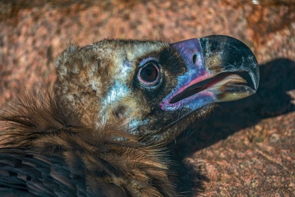 0470-zoo osnabrueck-vulture