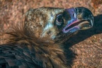 0471-zoo osnabrueck-vulture