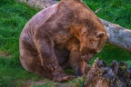 0472-zoo osnabrueck-hybrid bear