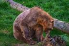 0473-zoo osnabrueck-hybrid bear