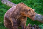 0474-zoo osnabrueck-hybrid bear