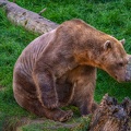0475-zoo osnabrueck-hybrid bear