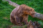 0475-zoo osnabrueck-hybrid bear