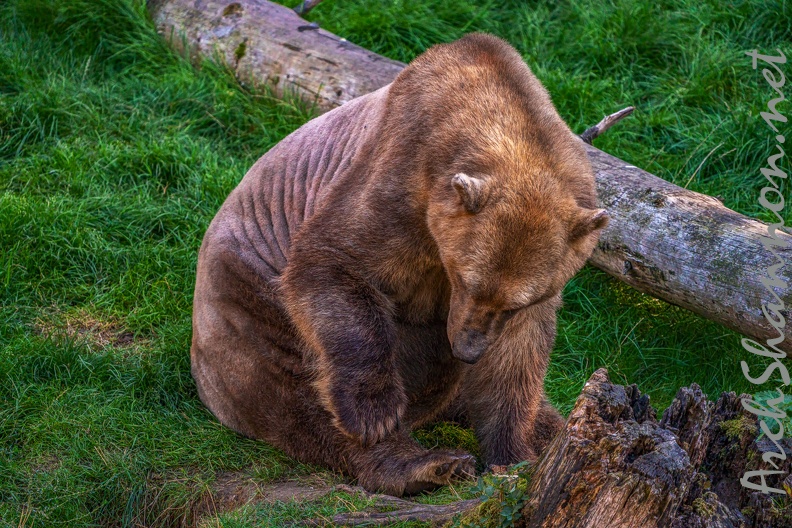 0476-zoo osnabrueck-hybrid bear