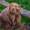 0477-zoo osnabrueck-hybrid bear