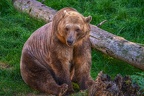 0477-zoo osnabrueck-hybrid bear