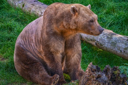 0478-zoo osnabrueck-hybrid bear