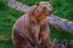 0479-zoo osnabrueck-hybrid bear