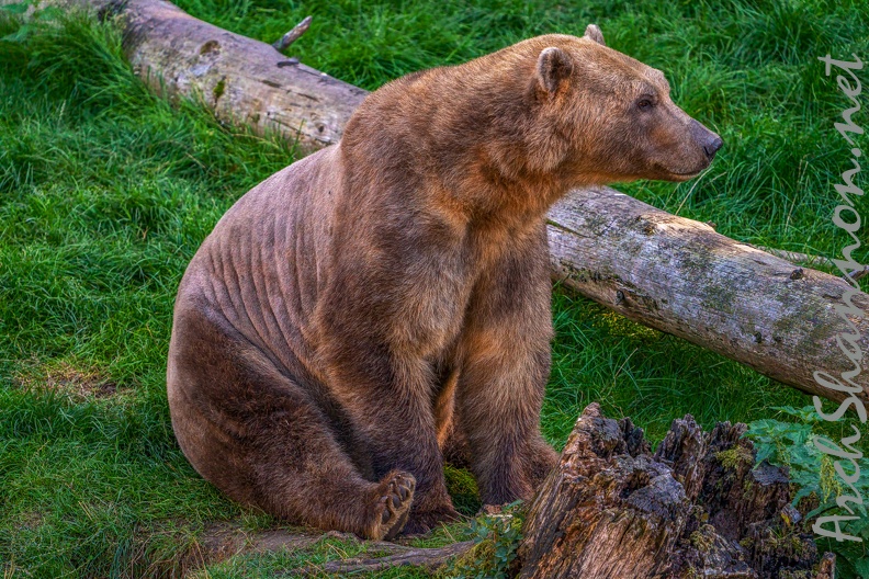 0480-zoo osnabrueck-hybrid bear