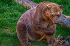 0481-zoo osnabrueck-hybrid bear