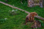 0482-zoo osnabrueck-hybrid bear