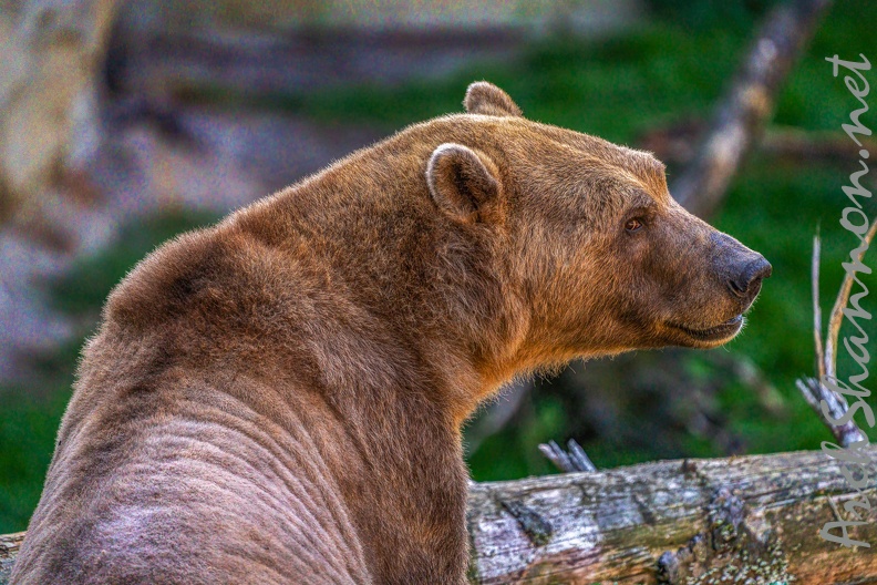 0484-zoo osnabrueck-hybrid bear.jpg