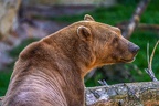 0484-zoo osnabrueck-hybrid bear