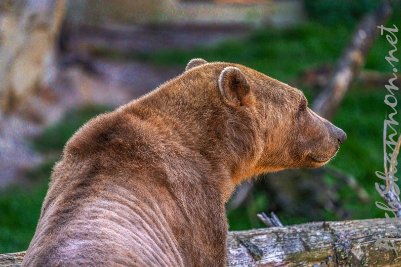 0485-zoo osnabrueck-hybrid bear.jpg