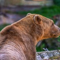 0485-zoo osnabrueck-hybrid bear