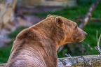 0485-zoo osnabrueck-hybrid bear