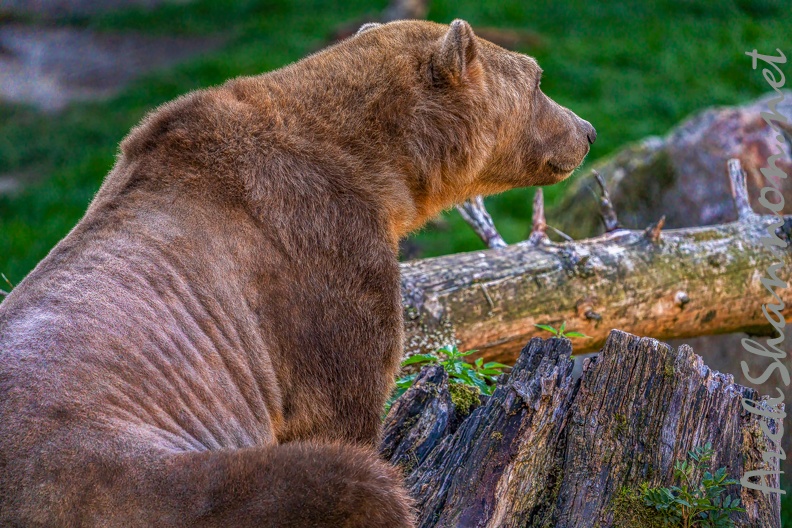 0486-zoo osnabrueck-hybrid bear.jpg