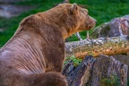 0486-zoo osnabrueck-hybrid bear