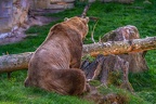 0487-zoo osnabrueck-hybrid bear