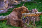 0488-zoo osnabrueck-hybrid bear